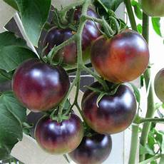 Cherry Tomato Puree