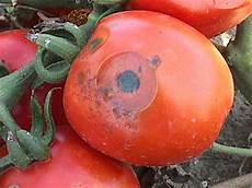 Tomato Puree At Home