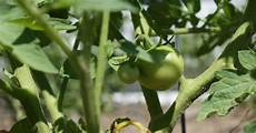Sos Tomato Puree